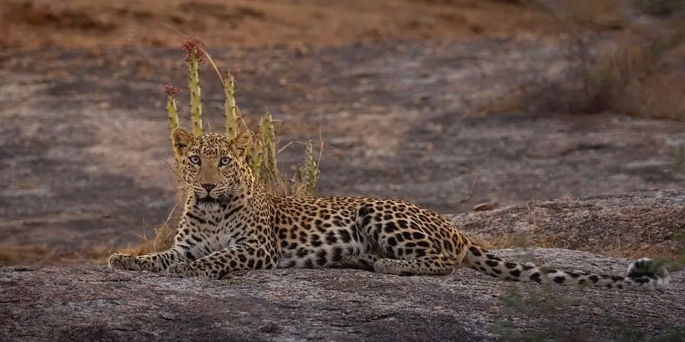 Best Ways to Travel from Mumbai to Jawai